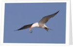 Elegant Tern flys with Pipefish in it's bill by Anonymous