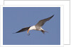 Elegant Tern flys with Pipefish in it's bill by Anonymous