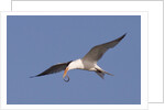 Elegant Tern flys with Pipefish in it's bill by Anonymous