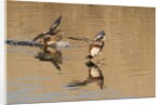 Pair of American Wigeons landing by Anonymous