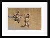 Pair of American Wigeons landing by Anonymous