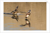 Pair of American Wigeons landing by Anonymous