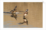 Pair of American Wigeons landing by Anonymous
