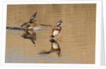 Pair of American Wigeons landing by Anonymous