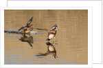 Pair of American Wigeons landing by Anonymous