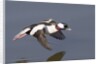 Bufflehead drake in flight by Anonymous