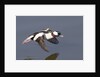 Bufflehead drake in flight by Anonymous