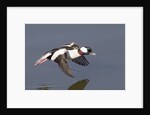 Bufflehead drake in flight by Anonymous