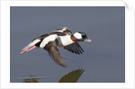 Bufflehead drake in flight by Anonymous