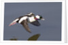 Bufflehead drake in flight by Anonymous