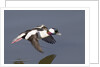 Bufflehead drake in flight by Anonymous