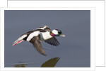 Bufflehead drake in flight by Anonymous