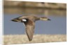 Gadwall drake in flight by Anonymous