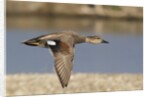 Gadwall drake in flight by Anonymous
