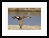 Gadwall drake in flight by Anonymous