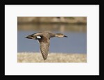 Gadwall drake in flight by Anonymous