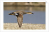 Gadwall drake in flight by Anonymous