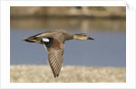 Gadwall drake in flight by Anonymous