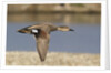 Gadwall drake in flight by Anonymous