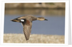 Gadwall drake in flight by Anonymous