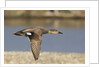 Gadwall drake in flight by Anonymous