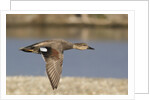 Gadwall drake in flight by Anonymous