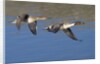 Pair of Northern Pintails in flight by Anonymous