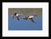 Pair of Northern Pintails in flight by Anonymous