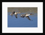 Pair of Northern Pintails in flight by Anonymous