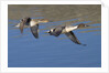Pair of Northern Pintails in flight by Anonymous