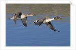 Pair of Northern Pintails in flight by Anonymous