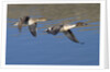Pair of Northern Pintails in flight by Anonymous