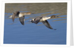Pair of Northern Pintails in flight by Anonymous