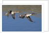 Pair of Northern Pintails in flight by Anonymous
