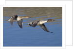 Pair of Northern Pintails in flight by Anonymous