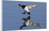 Lesser Scaup drakes landing by Anonymous