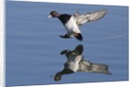 Lesser Scaup drakes landing by Anonymous