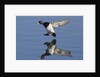 Lesser Scaup drakes landing by Anonymous