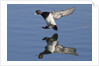 Lesser Scaup drakes landing by Anonymous