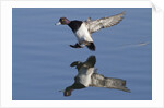 Lesser Scaup drakes landing by Anonymous