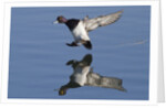 Lesser Scaup drakes landing by Anonymous