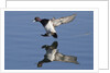 Lesser Scaup drakes landing by Anonymous