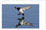 Lesser Scaup drakes landing by Anonymous