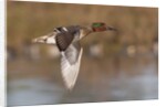 Green-Winged Teal drake in flight by Anonymous