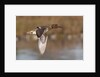 Green-Winged Teal drake in flight by Anonymous