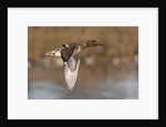 Green-Winged Teal drake in flight by Anonymous