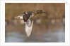 Green-Winged Teal drake in flight by Anonymous