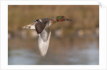Green-Winged Teal drake in flight by Anonymous