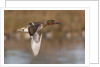 Green-Winged Teal drake in flight by Anonymous