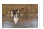 Green-Winged Teal drake in flight by Anonymous